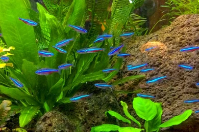 Blok888: Top 10 Most Beautiful Freshwater Fish In The World 2