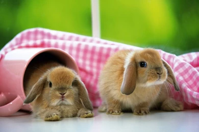 Rabbits free computer desktop wallpapers HD Widescreen Wallpapers