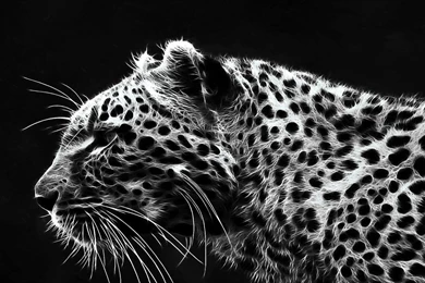 Cheetah Wallpapers Fancy Free Android Apps On Google Play