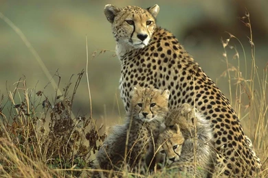 Wallpaper: Family, Cheetah, Cubs, Grass, Field, Animals, Baby ...