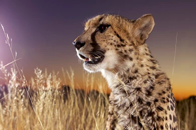 Cheetah Computer Wallpapers, Desktop Backgrounds