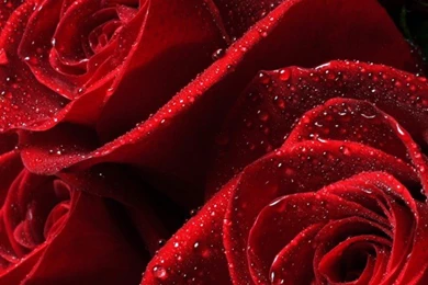 Download Red Roses HD Wallpapers For iPhone 5 / 5s HDwallpapers.net