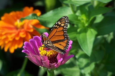 Butterfly Desktop Wallpapers