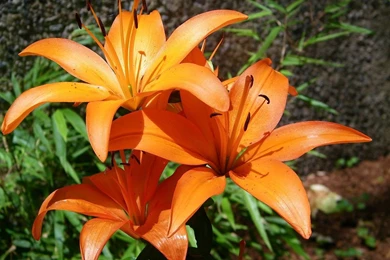 Flowers Orange Lillies Flowers Inspiration Lilly Orangelilly ...