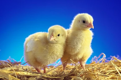 Wallpaper/Animal Wapskin.hexat.com