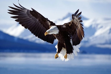 Forest Waterfall Phone Wallpapers : Nature Wallpapers Semrawut