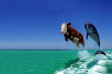 Funny Animals Wallpapers