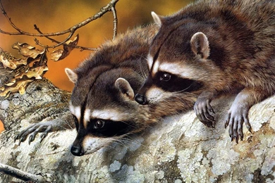 A Selection Of 11 Images Of Animal Wallpapers In HD Quality