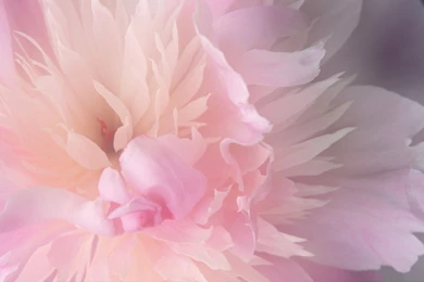 Desktop Wallpapers Hd 3d Full Screen Flowers Wallpapers And ...