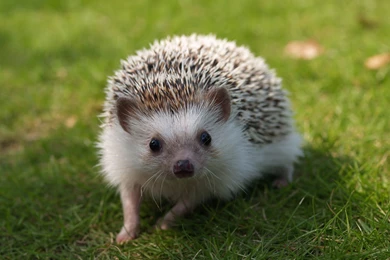 Hedgehog Images