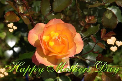 Top 20 Best Wallpapers For Mothers Day 2015 TechJeep