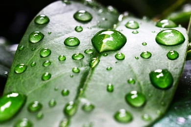 Жаба.ru : обои для рабочего стола : Обои для рабочего стола Обои ...