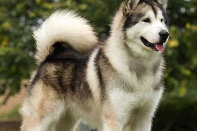 Puppies Alaskan Malamute Wallpapers All Puppies Pictures And ...