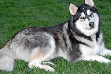 Malamute Malamute Malamute Share Malamute Wallpapers Gallery To The ...