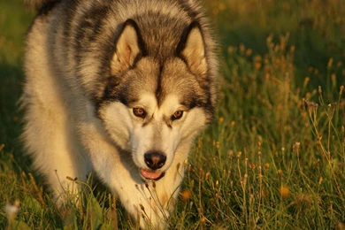 Malamute 1244001 Wallpapers (