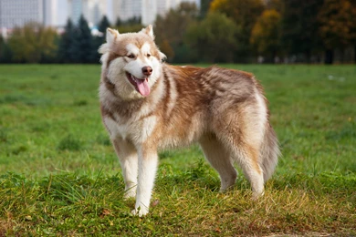 Alaskan Malamute Wallpapers 23 High Resolution Wallpapers ...