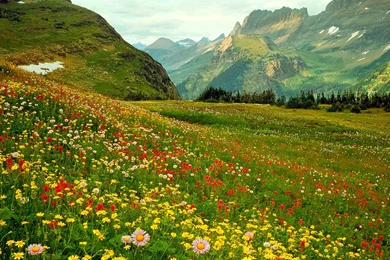 Best Flowers Wallpaper: Wild Flowers, 743707, Flowers