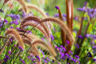 Flowers Picture Gallery And Wallpapers Download