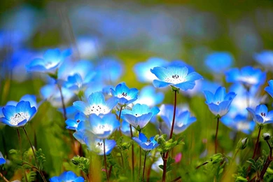 Stunning Flower Wallpapers