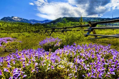 Mountain Wildflowers Desktop Backgrounds Wallpapers 2560x1600 ...