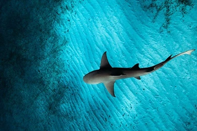 Under The Sea The iPhone Wallpapers