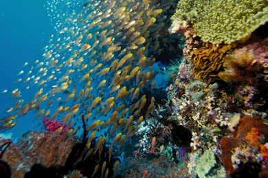 Wallpapers Sea Water Imax Under The Blu Ray 1920x1080