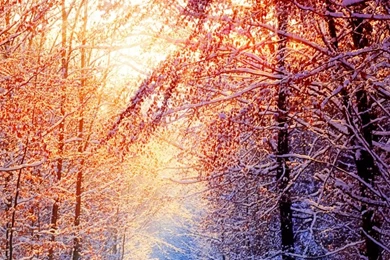 Free Mobile Wallpapers