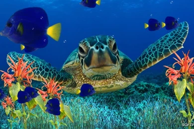 Happy Fish World Wallpapers ImgMob