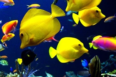 Tropical Fish iPhone Wallpapers