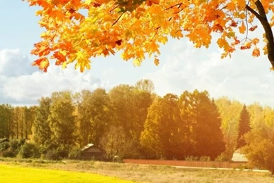 A Beautiful View Of Colorful Autumn Trees HD Desktop Wallpapers ...