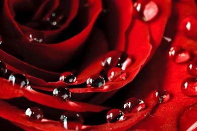 Rose Petals Wallpapers HD Great Images