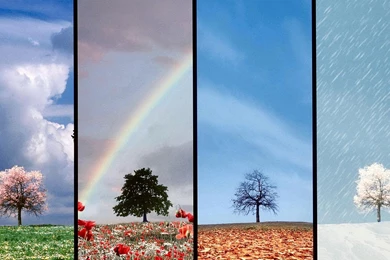 A TREE OF ALL SEASONS WALLPAPER (
