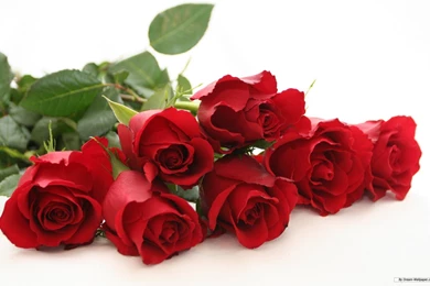 Red Flowers Flower Roses HD Pictures