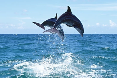 Dolphin Fish Photos Wallpapers HD