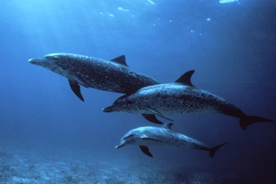 Animals: Dolphin, Picture Nr. 34322