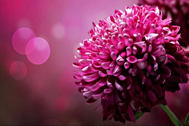 Purple Chrysanthemum Flowers Desktop Wallpapers 1366x768 Widescreen ...