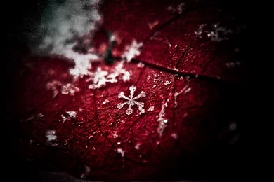 Love Wallpapers Wallpapers Download Widescreen HD Wallpapers