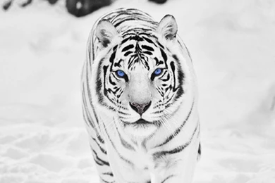 White Tiger Wallpaper Images Photos Pictures Backgrounds