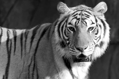 Animals & Birds Tigers Black And White Tiger HD Wallpaper. Black ...