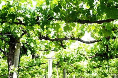 Vine Yard HD Desktop Wallpapers : High Definition : Fullscreen ...