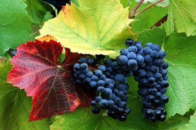 Purple Grapes On Vine Wallpaper.