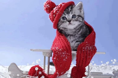 Cute Christmas Cat December Wallpapers Of Winter Season Of Joy ...