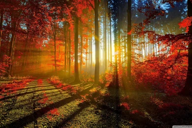 Red Forest HD Desktop Wallpapers : High Definition : Fullscreen ...