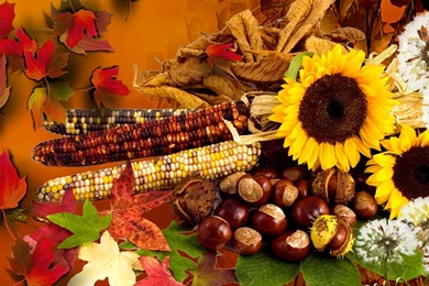 Indian Summer Wallpapers >> Backgrounds With Quality HD