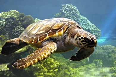 Full HD 3D Wallpapers 1920x1080 Wallpapers Cave