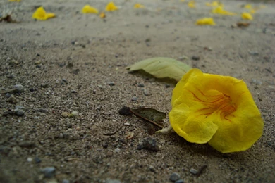 Sad Nature HD Wallpapers