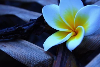 Desktop Backgrounds 1024x768