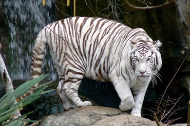White Tiger Wallpapers 3D, Wallpaper, White Tiger Wallpapers 3D Hd ...