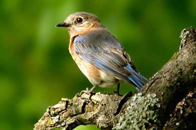 Fancy Birds HD Wildlife Birds Photography 12 1366x768 ...