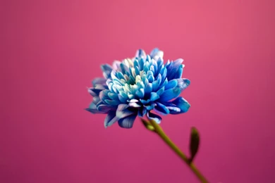 Blue In Pink Backgrounds Wallpapers HD Wallpapers 102310